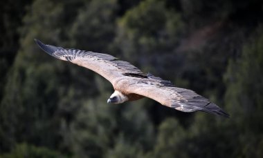 Büyük kanatlı, doğal bir parkta uçan büyük bir Griffon akbabası.