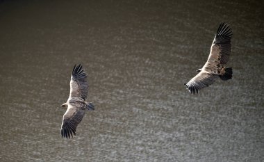 Büyük kanatlı, doğal bir parkta uçan büyük bir Griffon akbabası.