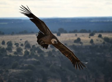 Büyük kanatlı, doğal bir parkta uçan büyük bir Griffon akbabası.