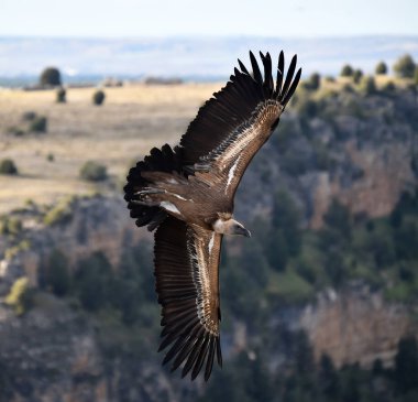 Büyük kanatlı, doğal bir parkta uçan büyük bir Griffon akbabası.