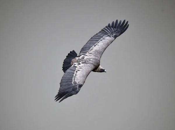 Büyük Kanatlı Doğal Bir Parkta Uçan Büyük Bir Griffon Akbabası — Stok fotoğraf