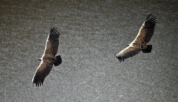 Grande Abutre Griffon Com Grandes Asas Voando Parque Natural — Fotografia de Stock