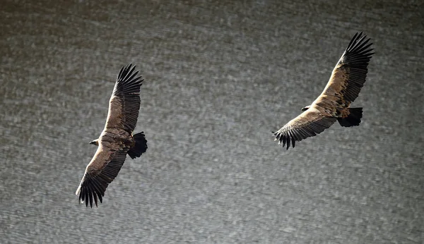 Stor Griffongam Med Stora Vingar Som Flyger Naturpark — Stockfoto