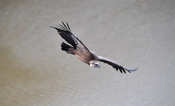 Stor Griffongam Med Stora Vingar Som Flyger Naturpark — Stockfoto