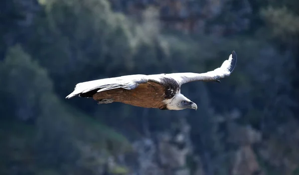 Ένας Μεγάλος Γύπας Μεγάλα Φτερά Που Πετάει Ένα Φυσικό Πάρκο — Φωτογραφία Αρχείου