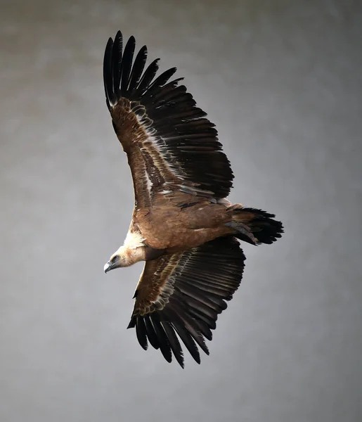 Stor Griffongam Med Stora Vingar Som Flyger Naturpark — Stockfoto