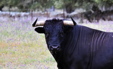 İspanya 'da boynuzları olan güçlü bir boğa