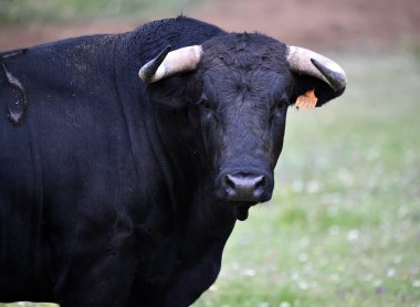 İspanya 'da boynuzları olan güçlü bir boğa