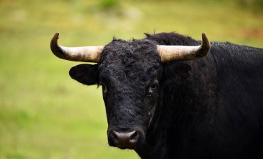 İspanya 'da boynuzları olan güçlü bir boğa