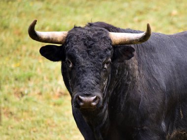 İspanya 'da boynuzları olan güçlü bir boğa