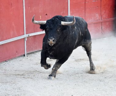 Büyük boynuzlu, güçlü İspanyol boğası.