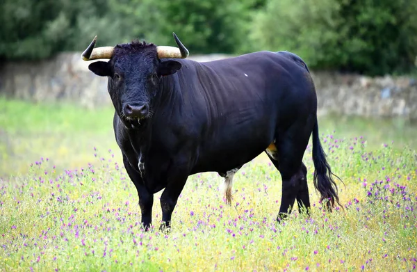 Erős Bika Nagy Szarvakkal Spanyolországban — Stock Fotó