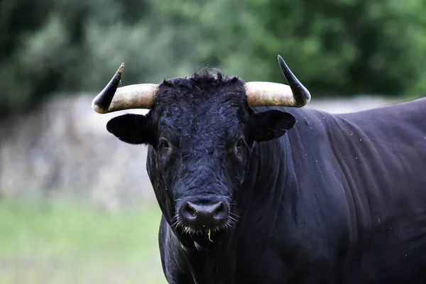 Taureau Puissant Avec Grandes Cornes Espagne — Photo