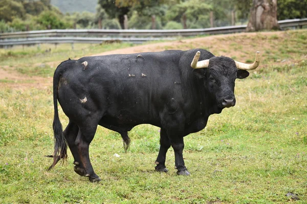 Taureau Puissant Avec Grandes Cornes Espagne — Photo