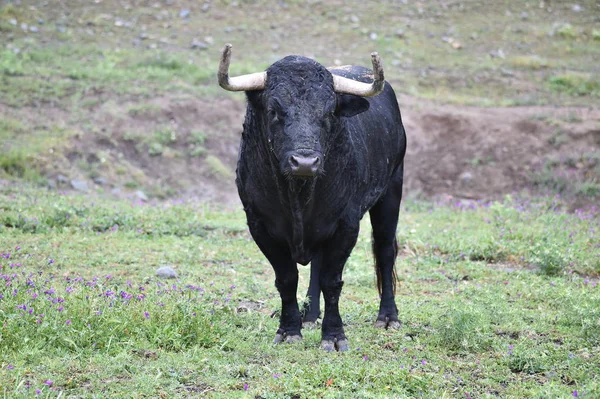 Poderoso Toro Con Cuernos Grandes España —  Fotos de Stock