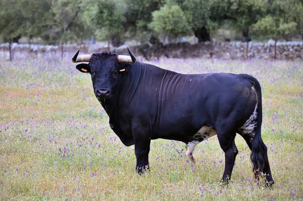 Taureau Puissant Avec Grandes Cornes Espagne — Photo