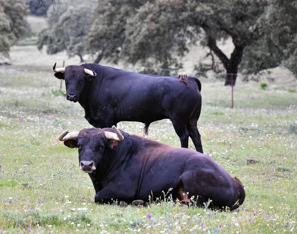 Erős Bika Nagy Szarvakkal Spanyolországban — Stock Fotó