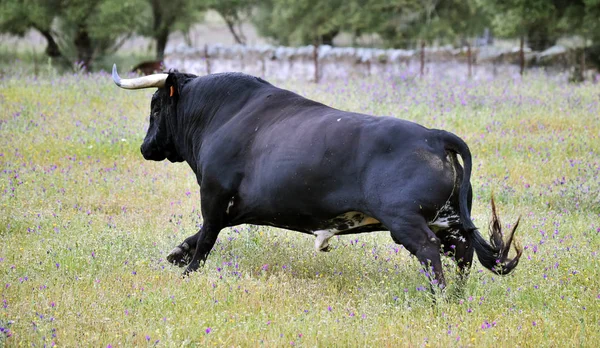 Poderoso Toro Con Cuernos Grandes España —  Fotos de Stock