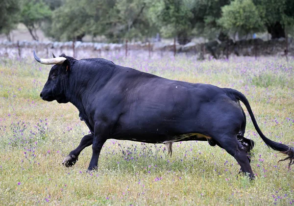 Poderoso Toro Con Cuernos Grandes España —  Fotos de Stock