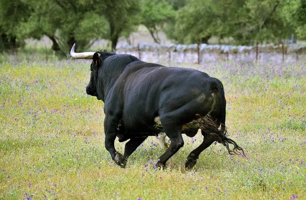 Poderoso Toro Con Cuernos Grandes España —  Fotos de Stock