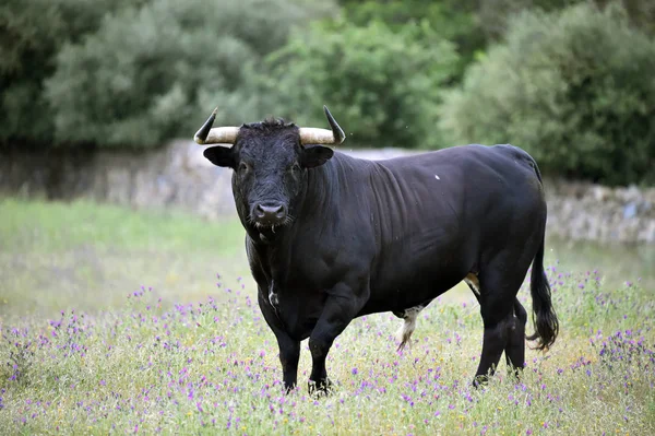 Powerful Bull Big Horns Spain — 스톡 사진