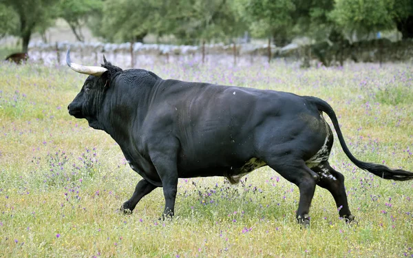 Powerful Bull Big Horns Spain — Stock Photo, Image