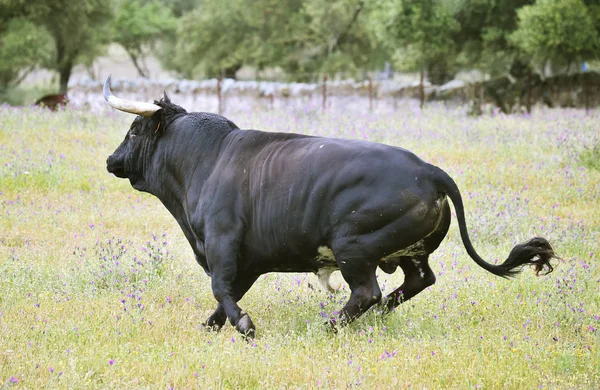 Taureau Puissant Avec Grandes Cornes Espagne — Photo