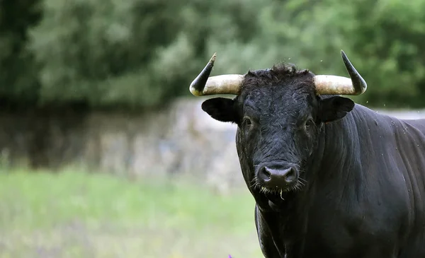 Mächtiger Stier Mit Großen Hörnern Spanien — Stockfoto