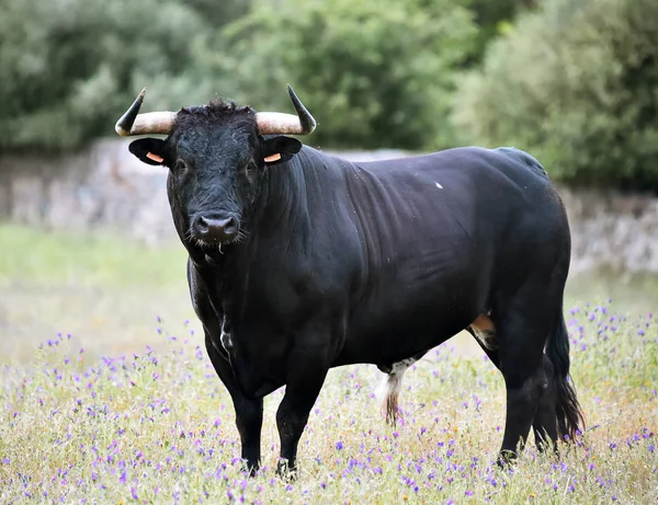 Powerful Bull Big Horns Spain — Stock Photo, Image