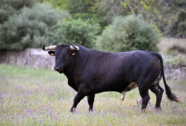 Mächtiger Stier Mit Großen Hörnern Spanien — Stockfoto