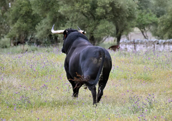 Ισχυρός Ταύρος Μεγάλα Κέρατα Στην Ισπανία — Φωτογραφία Αρχείου