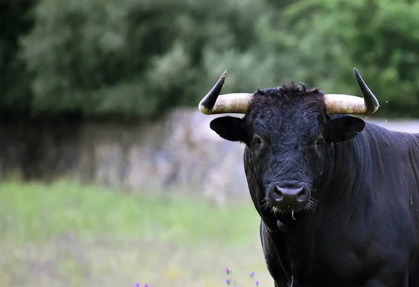 Powerful Bull Big Horns Spain — Stock Photo, Image