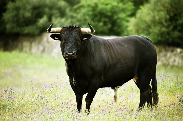 Powerful Bull Big Horns Spain — 스톡 사진