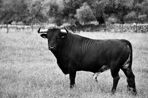 Taureau Puissant Avec Grandes Cornes Espagne — Photo