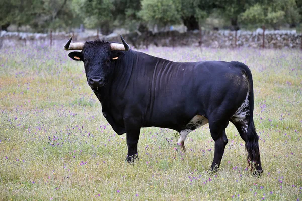 Potente Toro Con Grandi Corna Spagna — Foto Stock