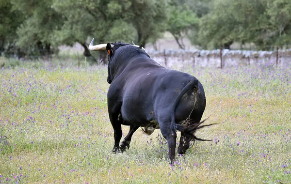 Taureau Puissant Avec Grandes Cornes Espagne — Photo