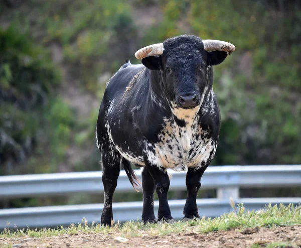 Powerful Bull Big Horns Spain — 스톡 사진