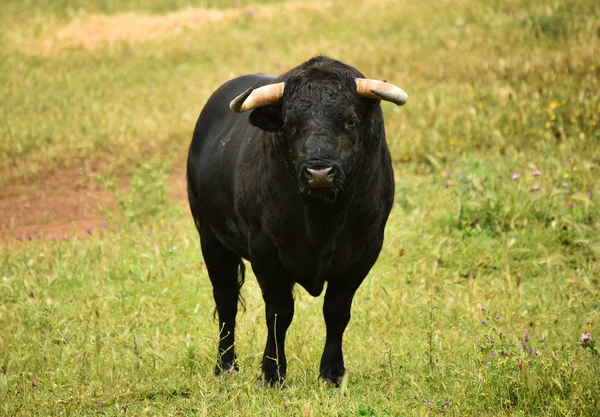 Poderoso Toro Con Cuernos Grandes España —  Fotos de Stock