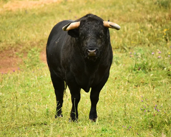 Erős Bika Nagy Szarvakkal Spanyolországban — Stock Fotó