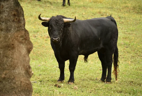 Poderoso Toro Con Cuernos Grandes España —  Fotos de Stock