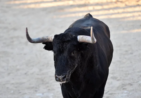 Spanish Powerrful Bull Big Horns — Stock Photo, Image