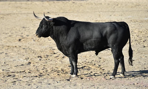 Spaanse Krachtige Stier Met Grote Hoorns — Stockfoto