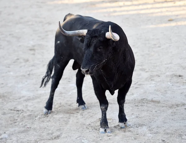 大きな角を持つスペインの強力な雄牛 — ストック写真