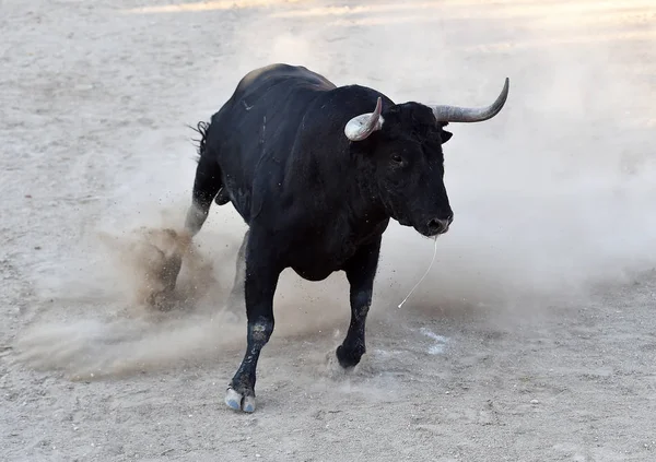 Taureau Espagnol Puissant Avec Grandes Cornes — Photo