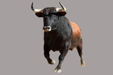 Büyük boynuzlu, güçlü İspanyol boğası.