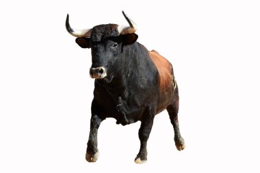 Büyük boynuzlu, güçlü İspanyol boğası.