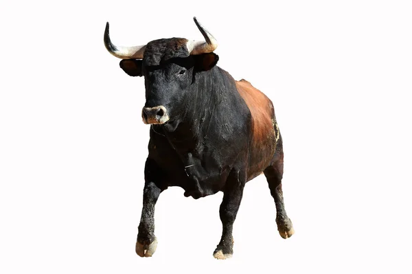 Spanish Powerrful Bull Big Horns — 스톡 사진