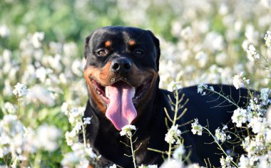Yeşil alanda bir rottweiler.