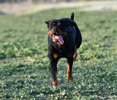 Yeşil alanda bir rottweiler.