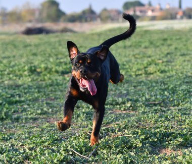 Yeşil alanda bir rottweiler.